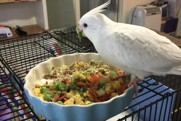My cockatiel eating vegies and sprouted seeds_
