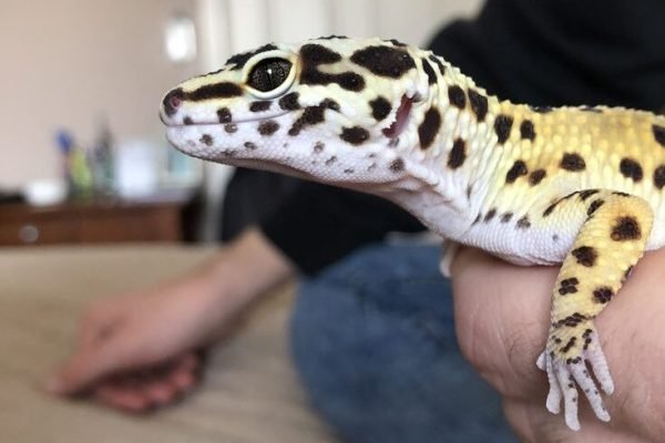 My gecko eclipse💗💗👀