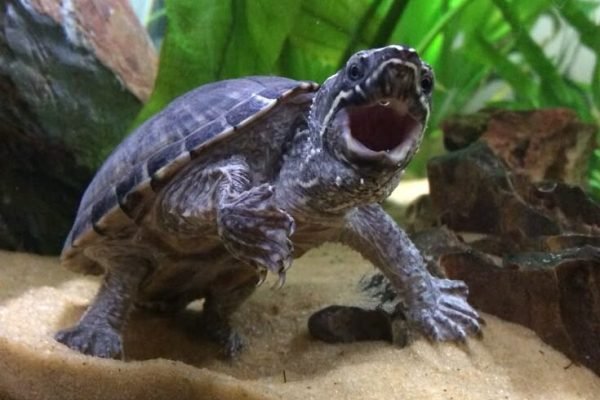 My musk turtle feelin happy _-) My musk turtle feelin happy _-)