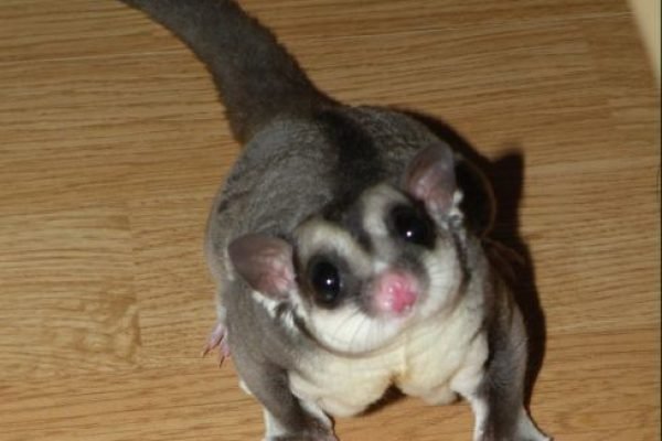 My sugar glider_ His name is Ton-Nam