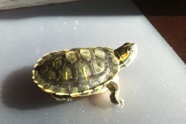 My turtle Scooter walking across my desk at home_ My turtle Scooter walking across my desk at home_
