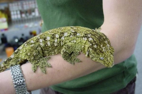 Name a Lizard you've always wanted