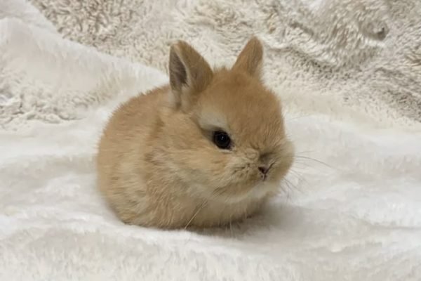 Netherland Dwarf rabbit for sale in San Carlos, California _ $80