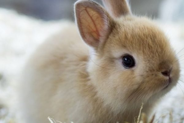 Netherland dwarf rabbit who wants one_