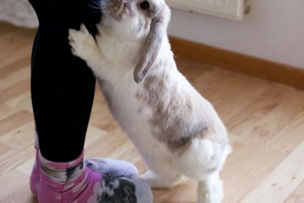 _ OMB ( Oh My Bunny ) This little girl, how cute is she__ Look at her little hind leg, like a little ballerina #Lifeofmill