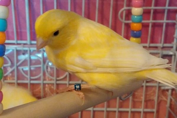 One of my sweet Waterslager Canaries One of my sweet Waterslager Canaries