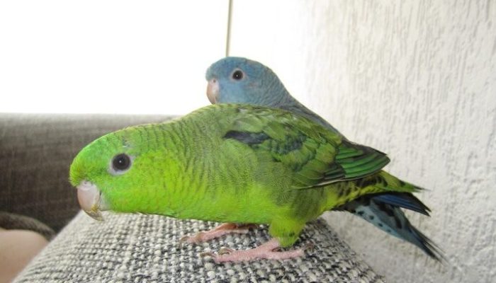 Our linnies Nano and Pixel Our linnies Nano and Pixel