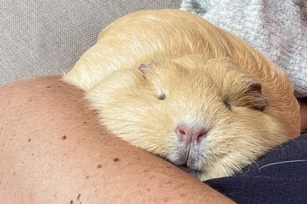Pancake piggy 🥞 Do you have pictures of your piggies pancaking_ If so, post them in the comment sec