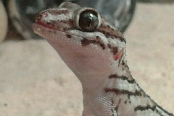 Panther Gecko