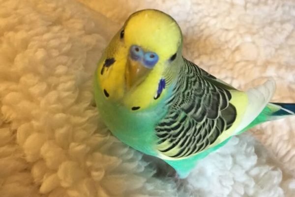 Parakeet - male