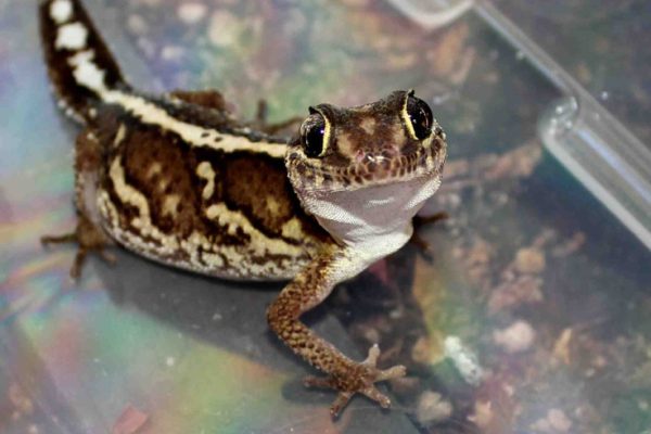 Pictus Gecko