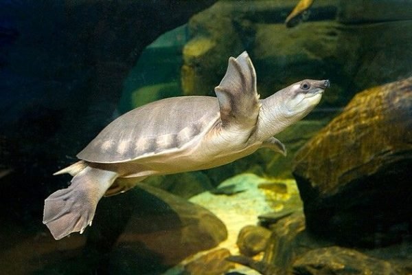 Pig-nosed turtle Pig-nosed turtle