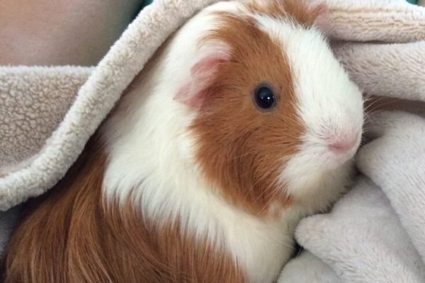 Piggie in a blanket!