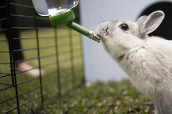 Rabbit Drinking Bottle - 800ml