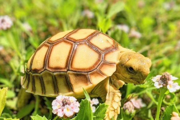 Rare tortoise Rare tortoise
