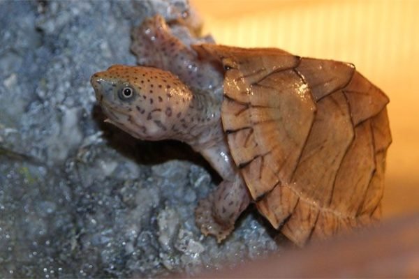 Razorback Musk Turtle Information and Pictures - PetGuide