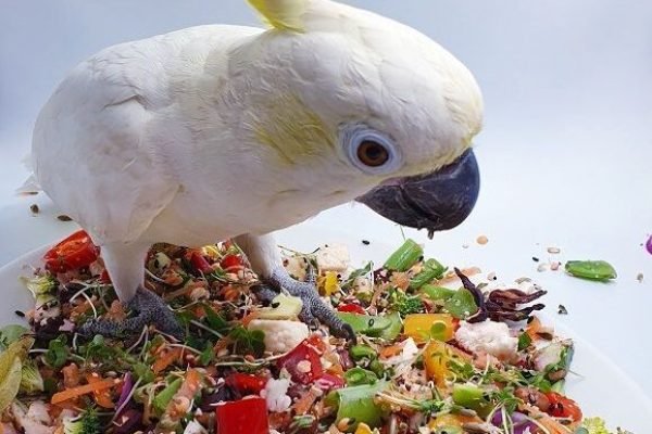 Recipe Ideas By Pollys Natural Teas