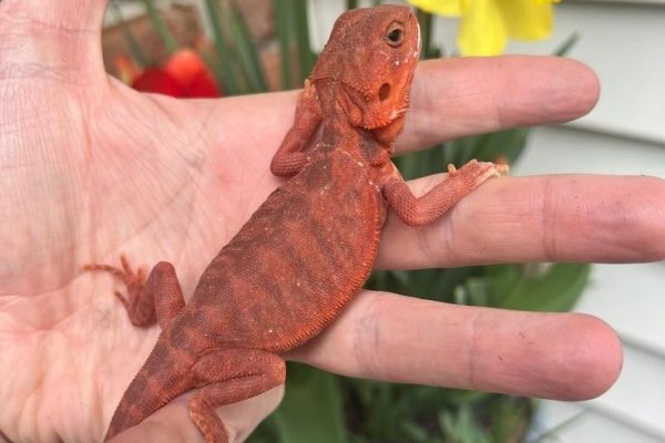 Red Leatherback Hypo Trans Bearded Dragon Central Bearded Dragon by Exo-Morphs™ Exotic Reptile Morphs Red Leatherback Hypo Trans Bearded Dragon Central Bearded Dragon by Exo-Morphs™ Exotic Reptile Morphs