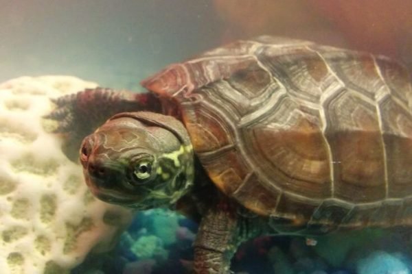 Reeves Turtle Care Guide (Chinese Pond Turtle) - All Turtles