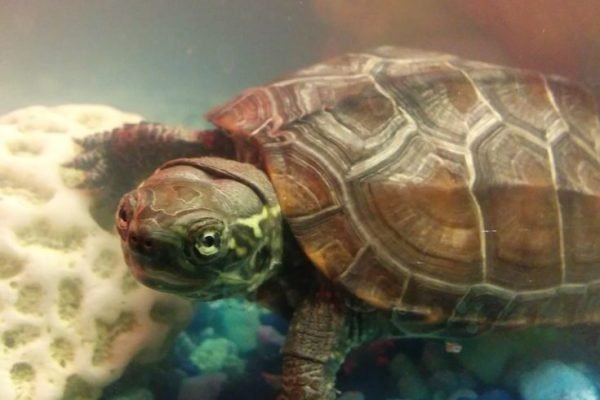 Reeves Turtle Care Guide (Chinese Pond Turtle) - All Turtles
