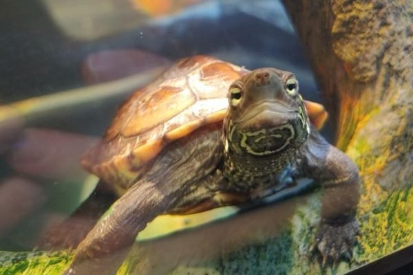 Reeves turtle