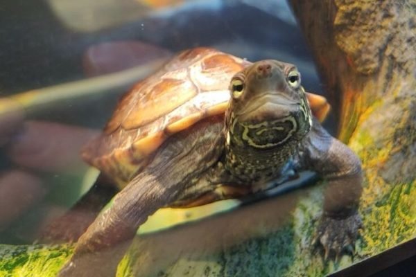 Reeves turtle