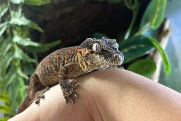 Reptile Terrarium _ Reptile Enclosure _ Reptile Room _ Gecko Terrarium _ Bio Active Enclosure