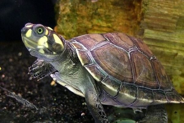 River turtle!!!