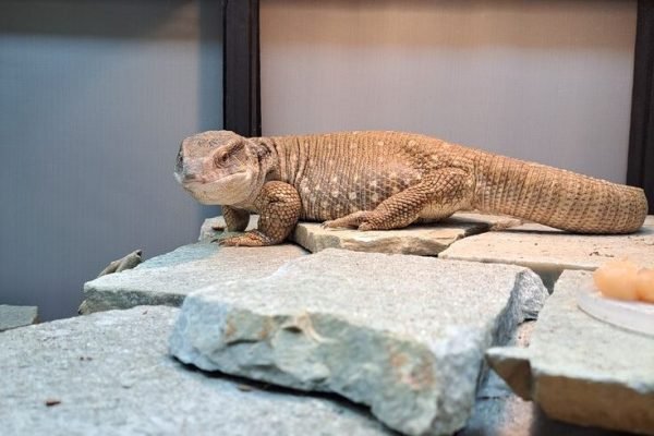 Sammy the Savannah Monitor Sammy the Savannah Monitor