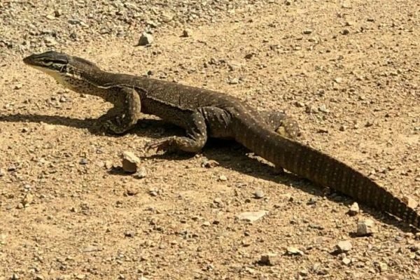 Sand Goanna (Varnaus gouldii) south east Queensland Sand Goanna (Varnaus gouldii) south east Queensland