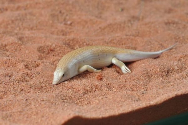 Sandfish (1)