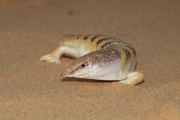 Sandfish (2)