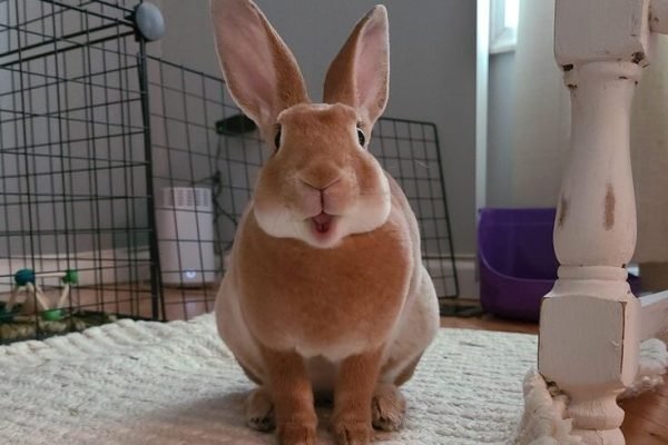 She said #rabbit #rabbits #rodent #pet