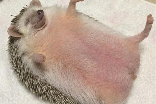 Sleeping hedgehog