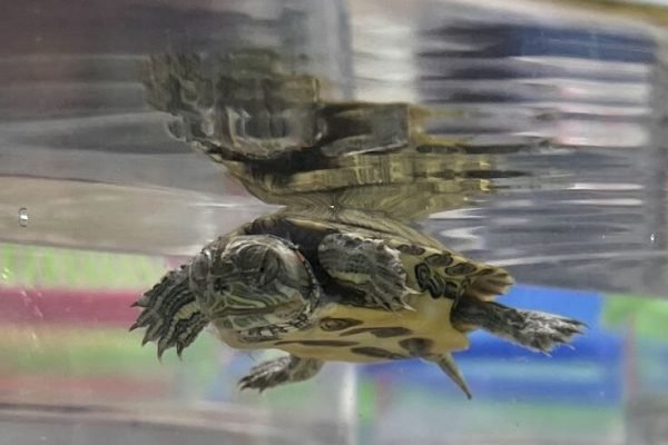 Sleeping turtle cute Sleeping turtle cute