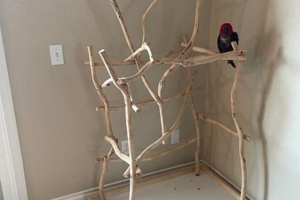 Small Parrot Stand- Custom Natural Wood Bird Perches -🕊️🕊️ - ! Available at Etsy link below !