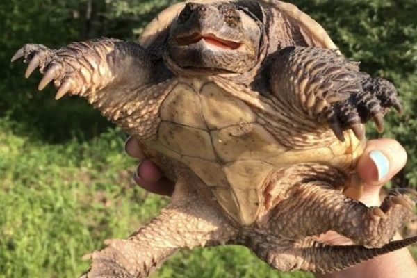 Snapping Turtle Snapping Turtle