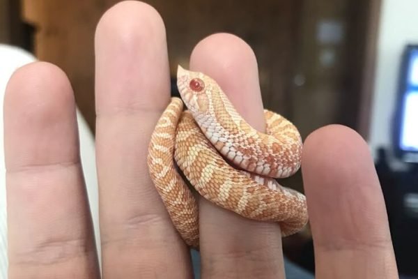 Snek Snek