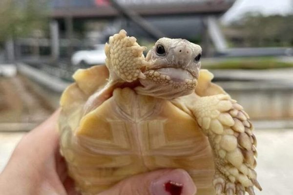 So cute turtle So cute turtle