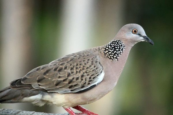 Streptopelia chinensis (Spotted Turtle Dove) by Magee _ Redbubble