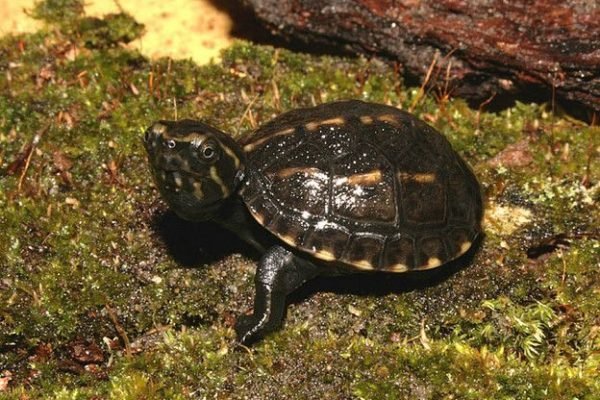 Striped Mud Turtle (Kinosternon baurii) Striped Mud Turtle (Kinosternon baurii)