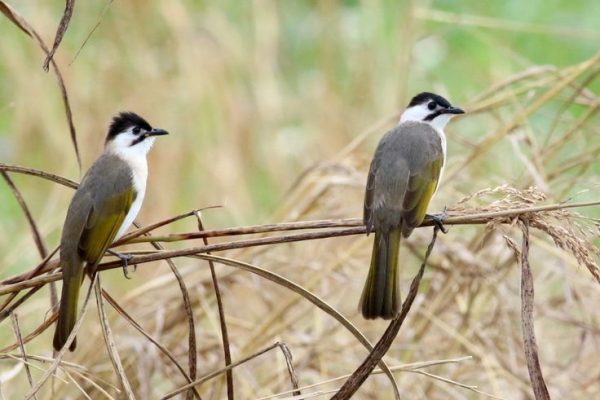 Styan’s Bulbul – eBird Styan's Bulbul - eBird
