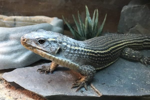 Sudan Plated Lizard Feeding Guide Sudan Plated Lizard Feeding Guide
