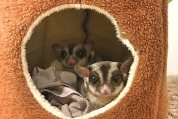 Sugar Glider by Hachi Family (1)