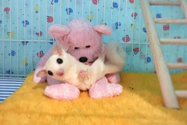 Sugar Glider by Hachi Family (1)