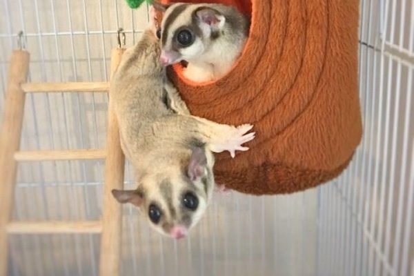 Sugar Glider by Hachi Family