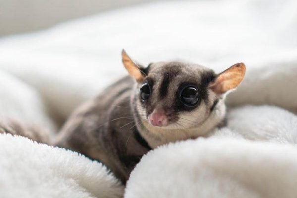 Sugar glider Fennel