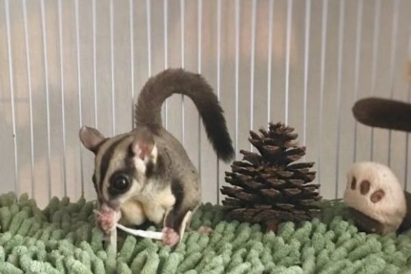 Sugar glider by Hachi Family (2)