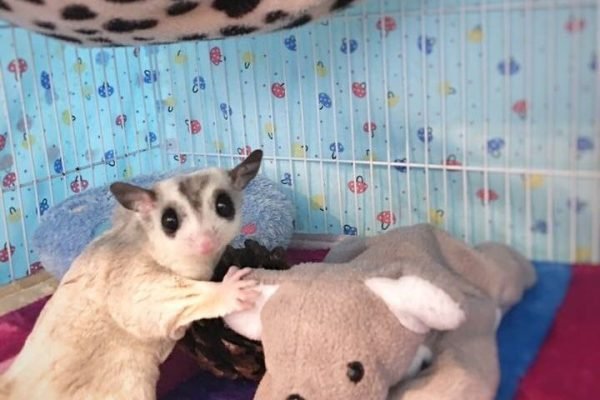 Sugar glider by Hachi Family (2)