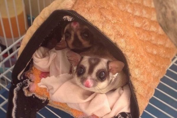 Sugar glider by Hachi Family